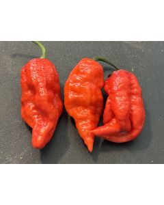 Hot Pepper 'Sugar Rush x Ghost, Red' Seeds