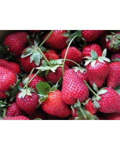 Strawberry 'Honeoye' Plants (4" Pot, single)
