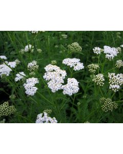 White Yarrow 