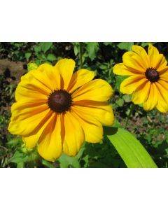 Black-Eyed Susan 'Indian Summer' 