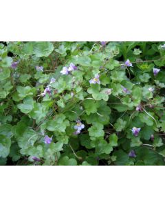 Ivy-Leaved Toadflax Seeds (Certified Organic)