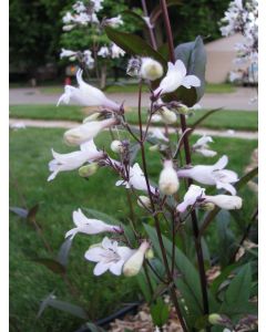 Penstemon, Green-Leaf, White Flowers Seeds (Naturally Grown)
