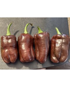 Sweet Pepper 'Sweet Chocolate' Seeds