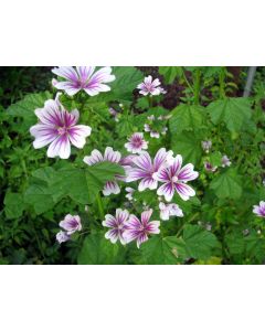 Mallow/French Hollyhock 'Zebrina'