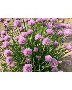 Chives, Common