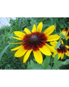 Black-Eyed Susan 'Autumn Colors' 