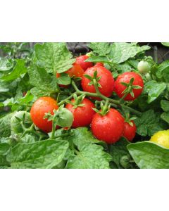 Tomato 'Tiny Tim'