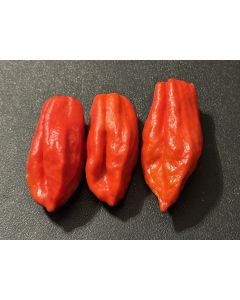 Hot Pepper ‘Lemon Reaper Red Cross’ (Aji Lemon x Carolina Reaper) Seeds (Certified Organic)