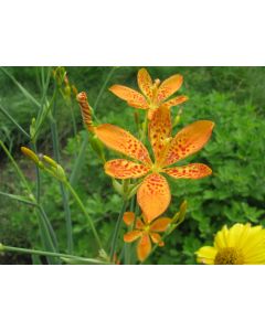 Orange Blackberry Lily