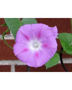 Pink Morning Glory