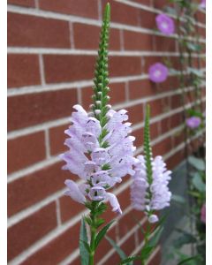 Obedient  Plant