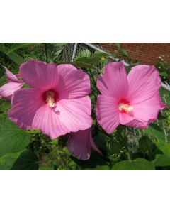 Single Pink Hibiscus