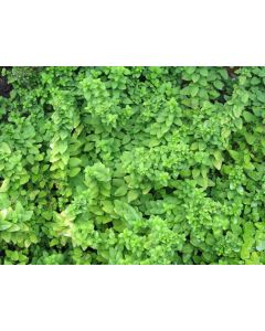 Sweet Marjoram 