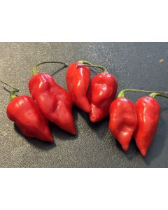 Hot Pepper 'Orion RED CROSS' Seeds
