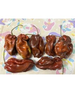 Hot Pepper 'Contorted Coco' Seeds (Naturally Grown)