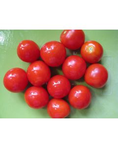 Tomato 'Large Red Cherry' Plant (4" Pot, single)