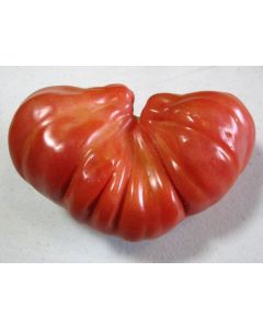 Tomato 'Tlacolula Red' AKA 'Tlacolula Ribbed' 