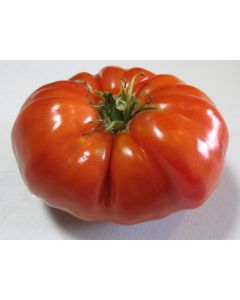 Tomato 'Red Brandywine, Regular Leaf' 