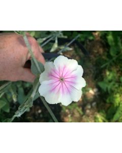 Rose Campion 'Angel's Blush' 