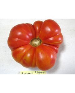 Tomato 'Northern Lights'