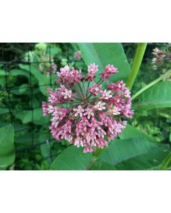 Common Milkweed