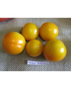 Tomato 'Yellow Perfection'