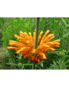 Lion's Ear AKA Devil's Pincushion