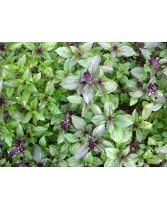 Basil 'Cinnamon' 