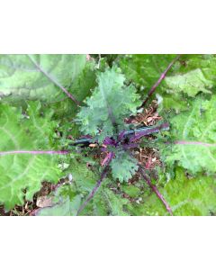 Kale 'Red Winter' Seeds (Naturally Grown)
