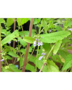 Virginia Skullcap AKA Mad-Dog Skullcap