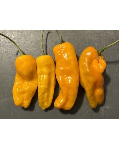 Hot Pepper 'Datil' Seeds (Naturally Grown)