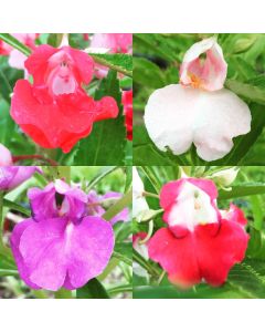 Balsam Impatiens Mix