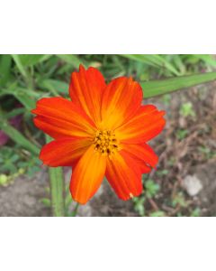 Cosmos 'Ladybird Scarlet' 