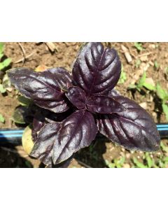 Basil 'Crimson King' 