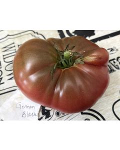 Tomato 'German Black' Plant 