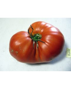 Tomato 'Aussie'