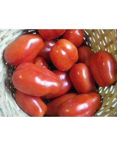 Tomato 'San Marzano' Plant (4" Pot, single)