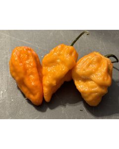 Hot Pepper 'Bih Jolokia x Sugar Rush Peach' Seeds (Certified Organic)