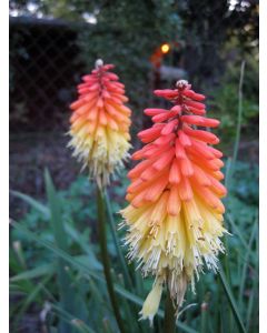 Red Hot Poker 'Flamenco' 