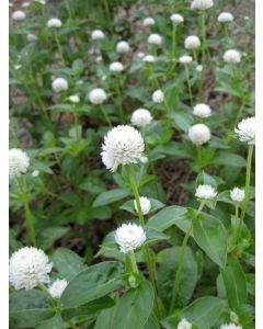 Globe Amaranth 'Las Vegas White'