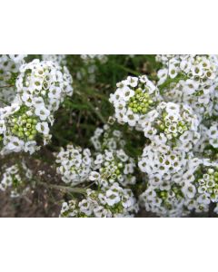 Alyssum 'Carpet of Snow'