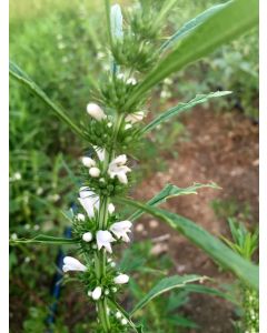 Chinese Motherwort ‘Alba’ 