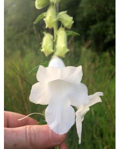 South African Foxglove ‘Alba’