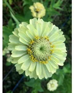 Zinnia 'Envy' 