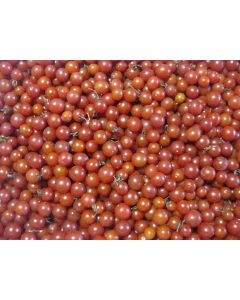 Tomato 'Red Currant'