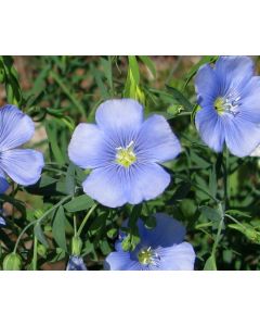 Blue Flax Seeds (Naturally Grown)