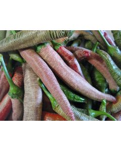 Pepper 'Vesena' Hot Pepper ‘Rezha Macedonian’  