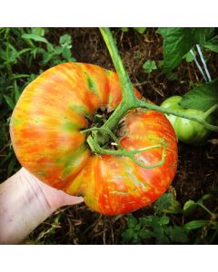 Tomato 'Legs Diamond' 