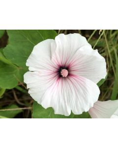 Mallow 'Dwarf White Rose Stripe' AKA ‘Dwarf Pink Blush’ 