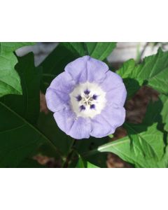 Apple of Peru AKA Shoo-Fly Plant 